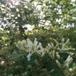 芒種