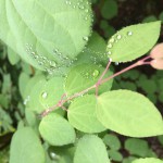 軽井沢も梅雨入り