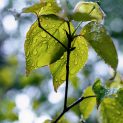 Leaf drop