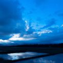 Paddy field