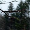 The scent of karuizawa in the rain